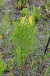 Loomis' yellow loosestrife